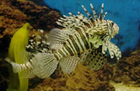 折扣优惠便宜的免费cc攻击测试